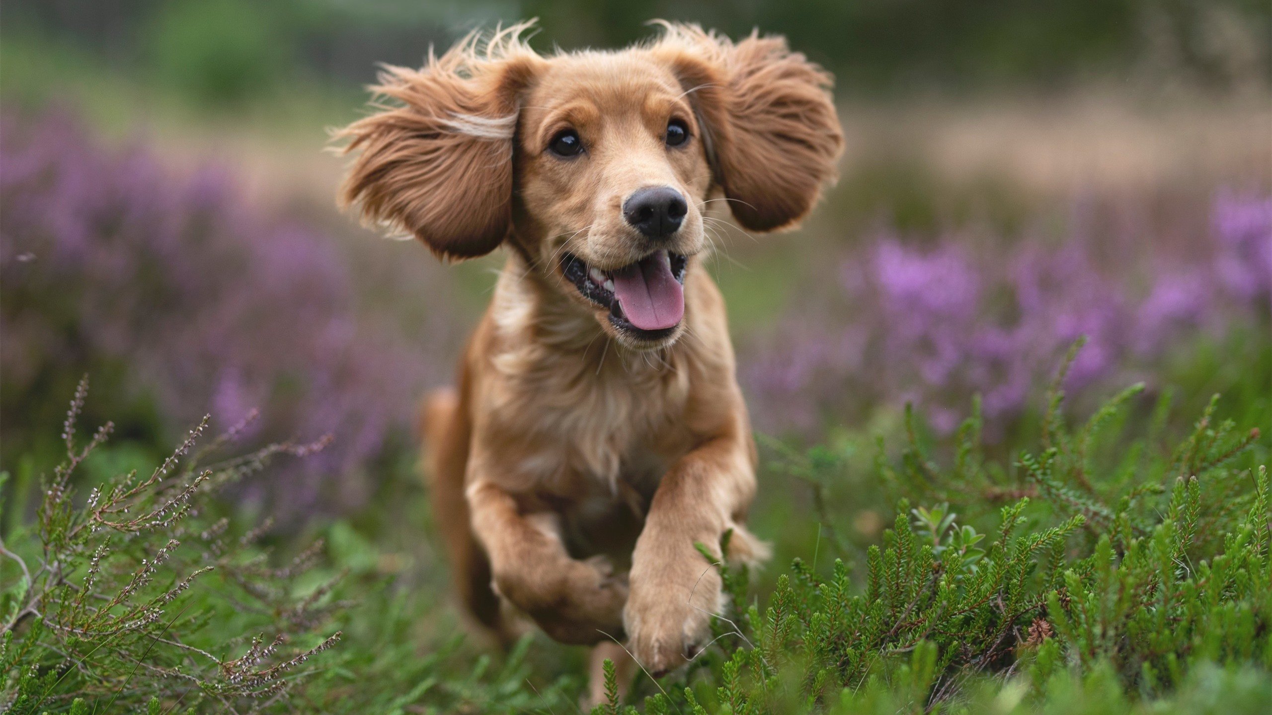 德国蛙泳技术细腻 成绩稳步提升,德国游泳名将