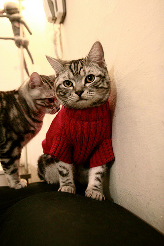 球队内线保护能力对防守成功率的影响，内线球员训练方法