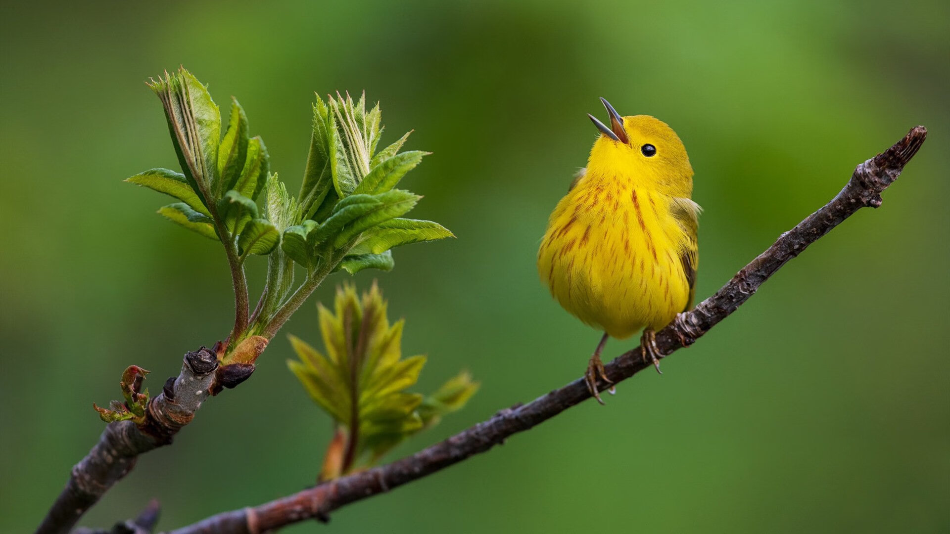 开云体育官网下载-自由泳项目三强角逐 奖牌榜不断刷新，4×200自由泳金牌