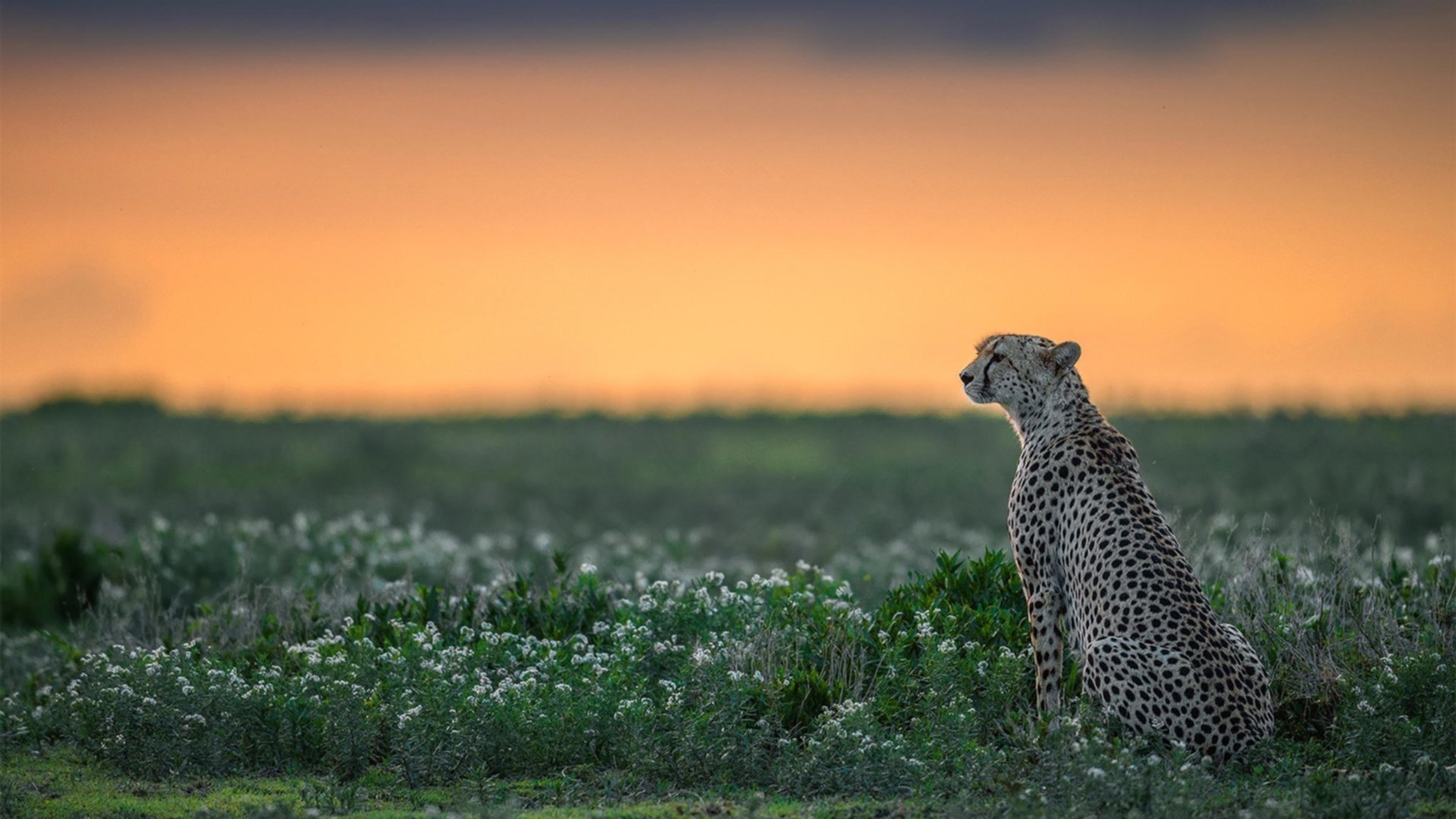 国家队组建战术优化小组推进集体攻防逻辑统一