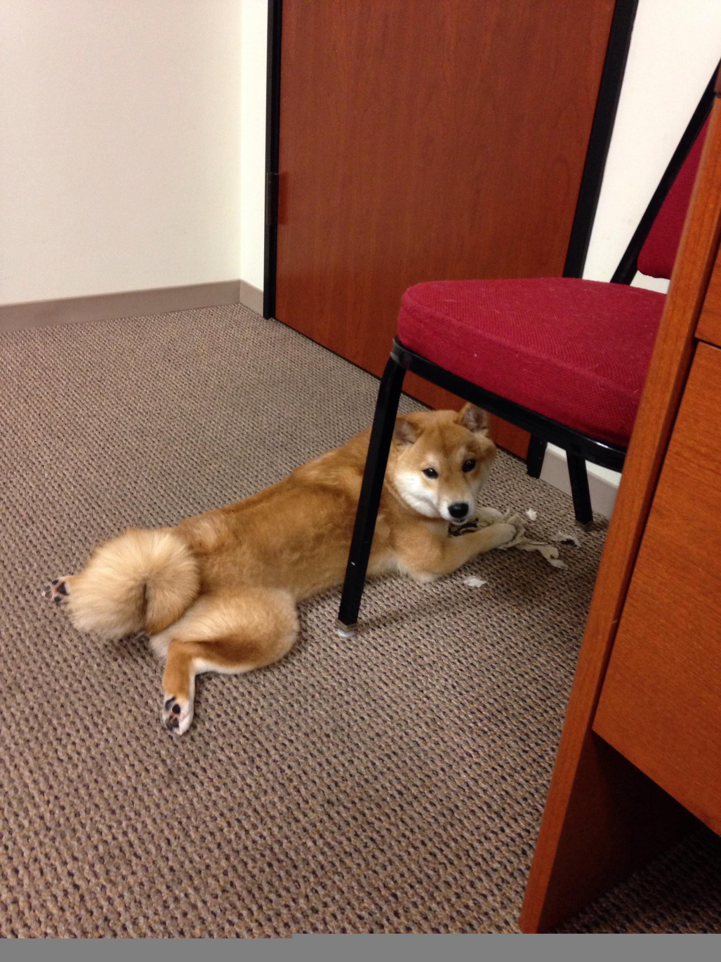 塞尔维亚女篮在欧洲锦标赛中再创新高,稳坐领奖台,塞尔维亚女蓝实力如何