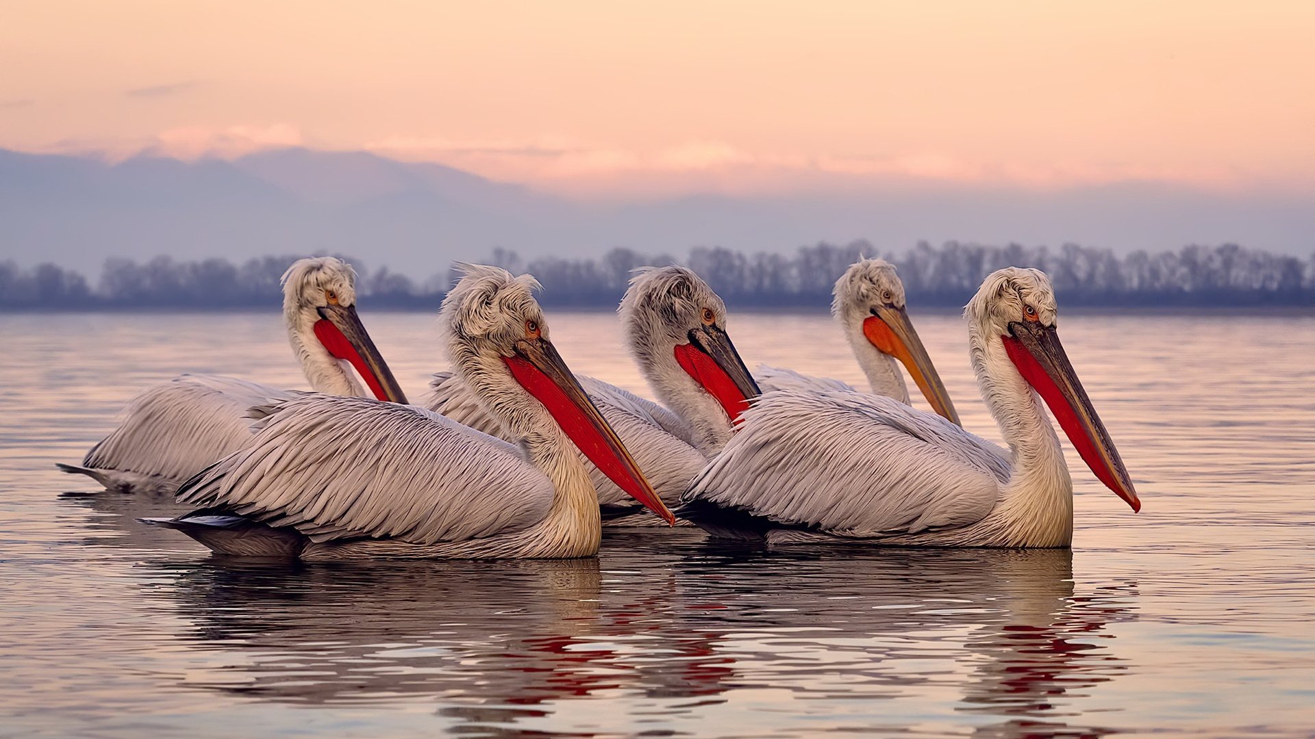 德甲连续得分:攻守转换中展现实力,德甲踢几场