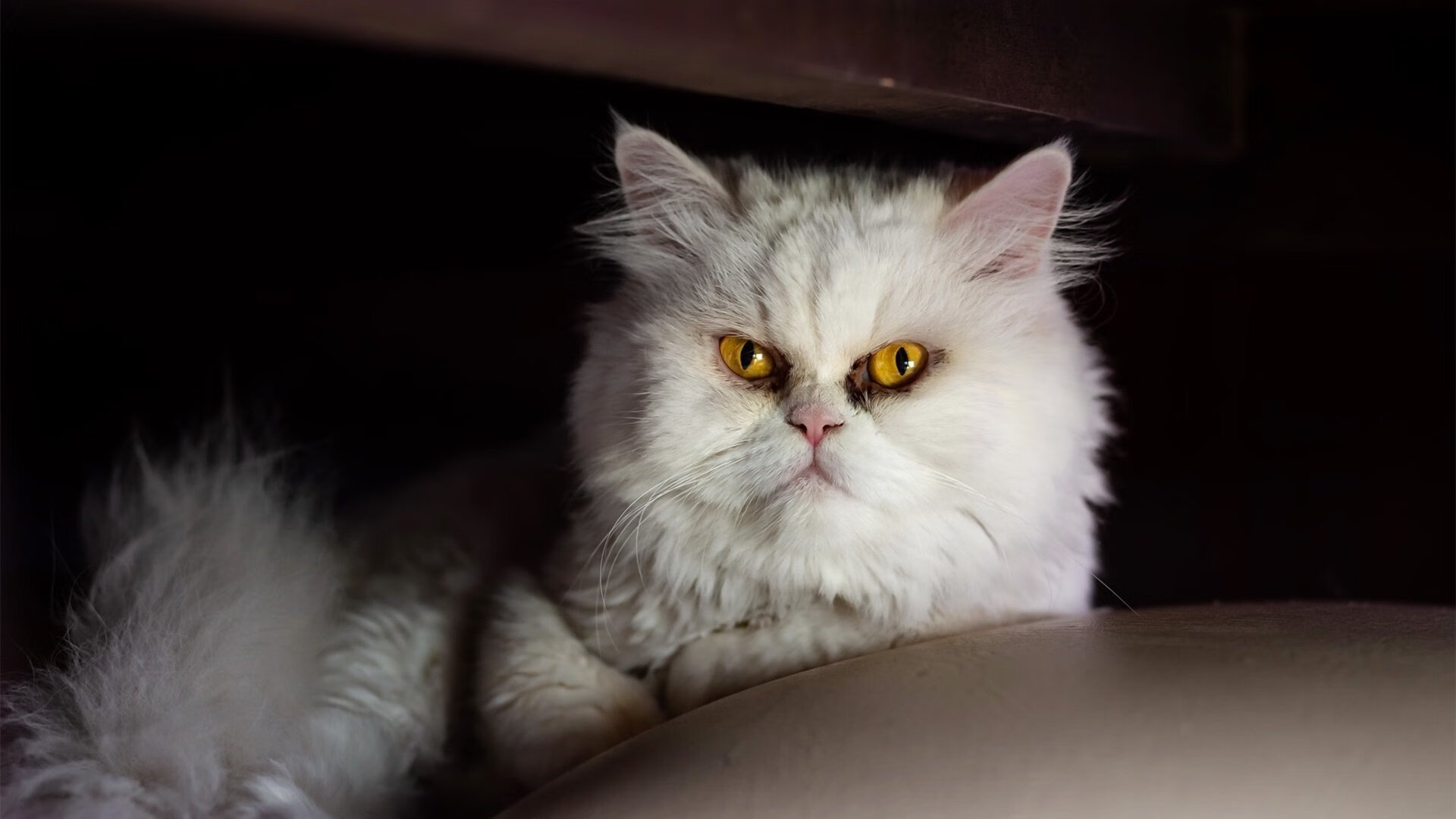 掘金后场球员在体能测试中表现抢眼,掘金队后卫