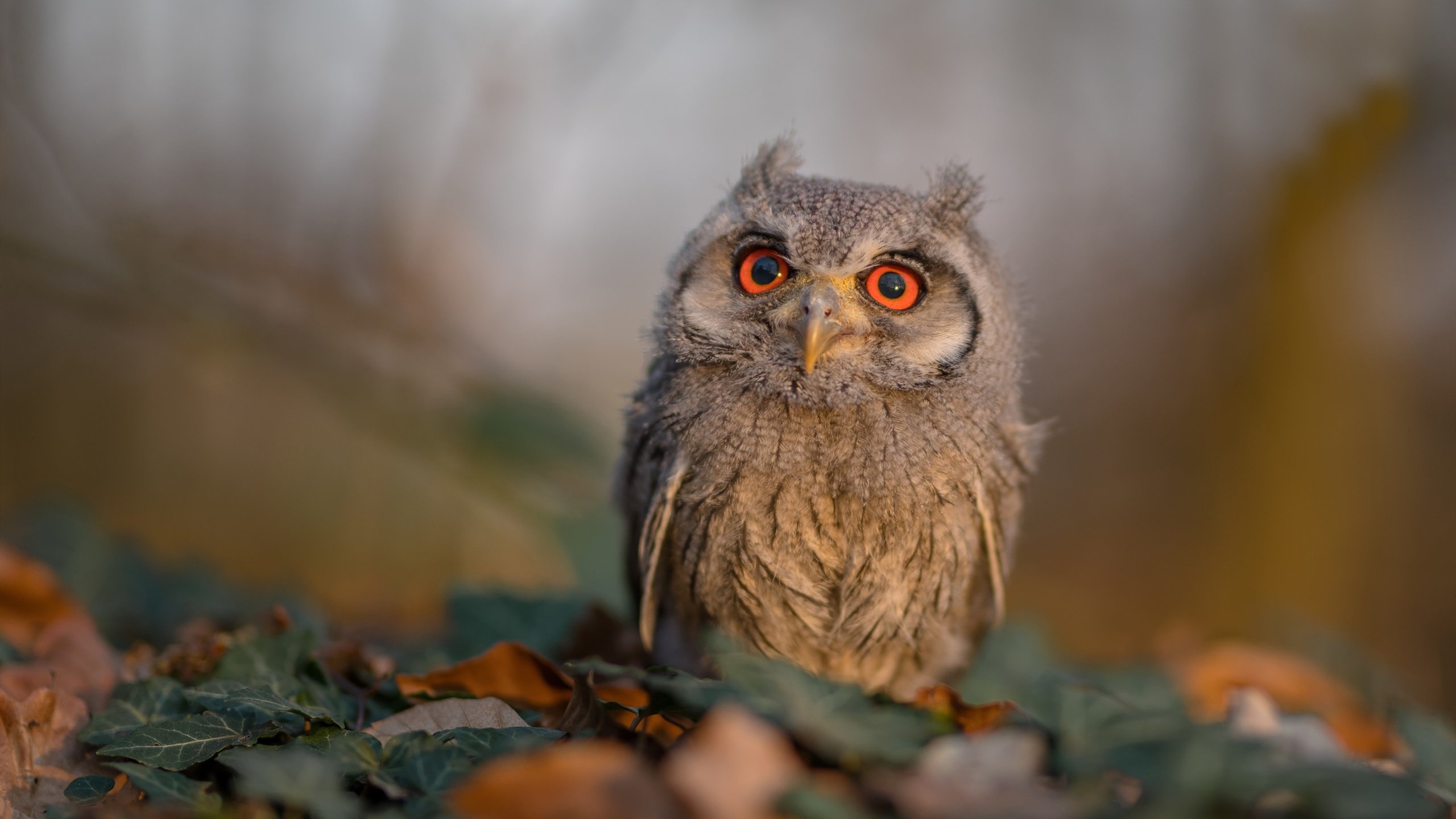 曹缘男子3米跳板决赛展现顶尖实力,曹缘跳板还是跳台