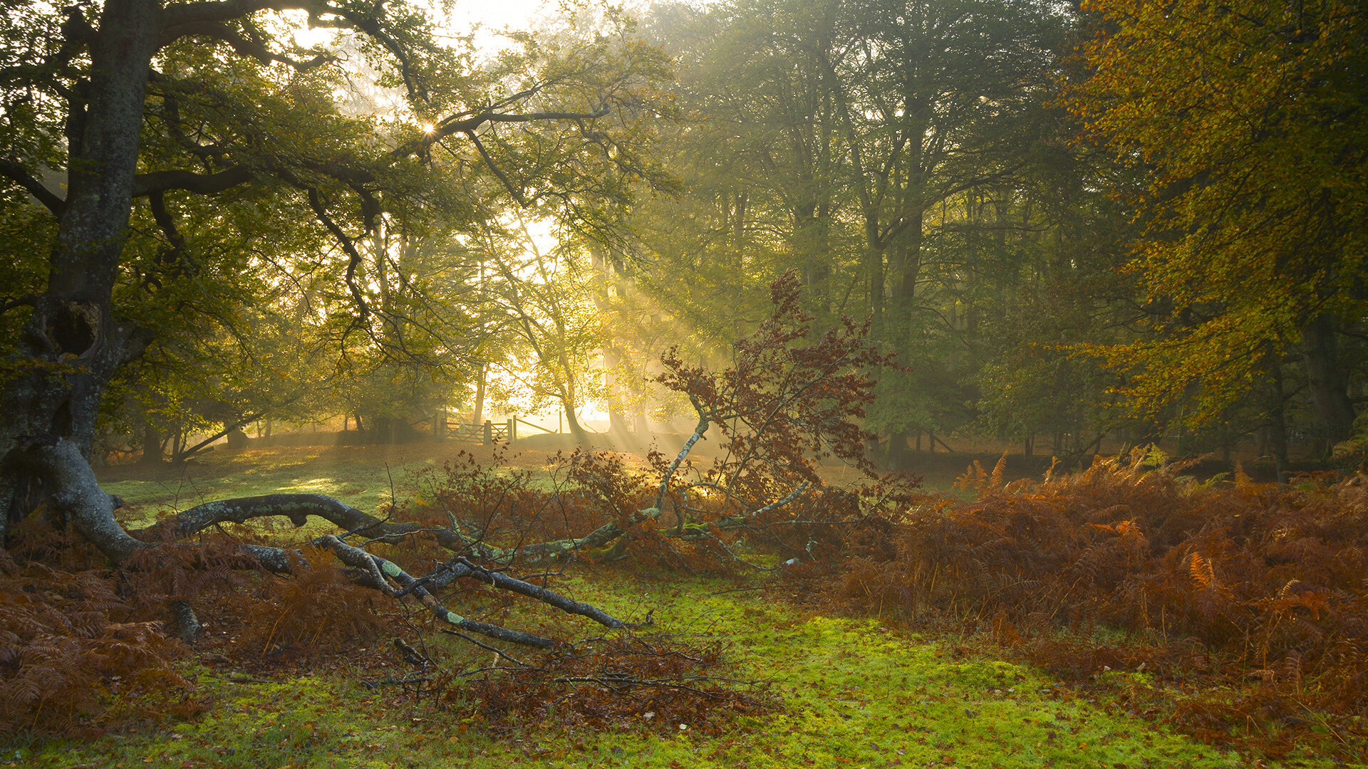 开云体育官网-林丹校园演讲强调坚持与热爱，林丹体育精神