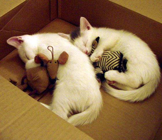 混合泳中立代表队A选手速度与技巧兼备,混合泳规则