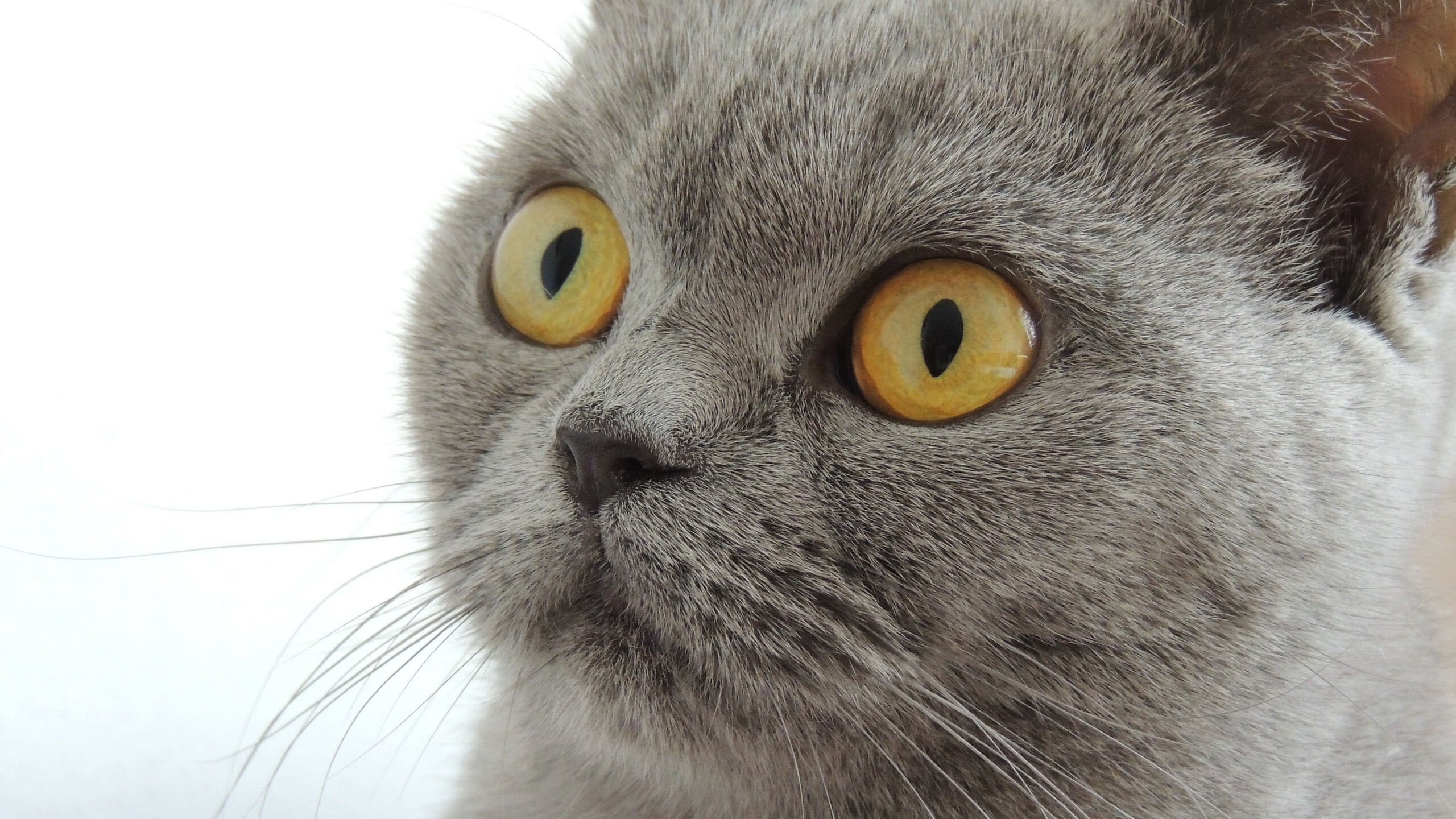 篮球专业课程纳入高校通识选修扩大受众基础,篮球学科