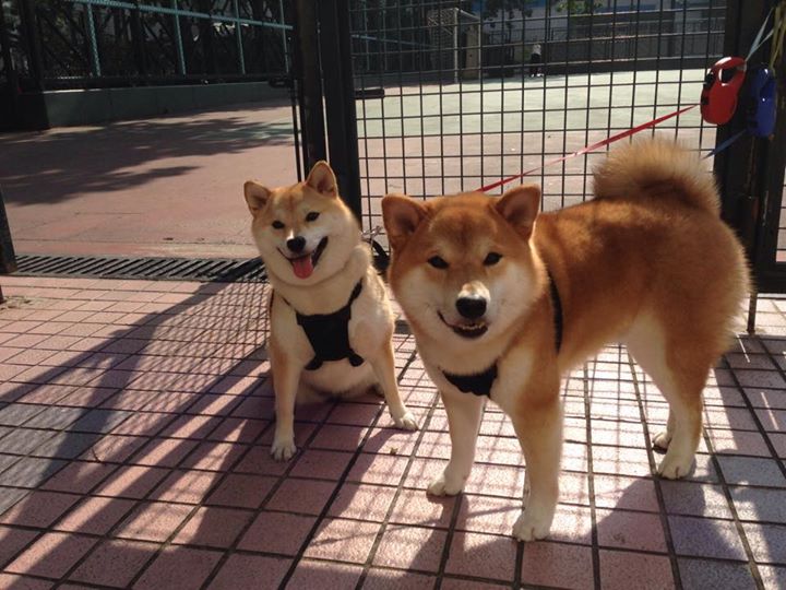 上海江苏完成换人计划